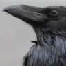 Corvus