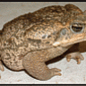 MrToad