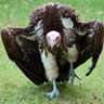 Big_Vulture