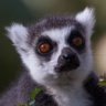 lemur