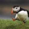 MasterOfPuffins