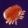 Varroa