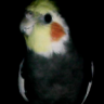 Tiel